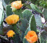 Cactus Blossoms