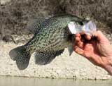 Fishing for Crappies