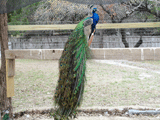 Peafowl Perching