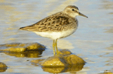 Sandpiper on Lake Whitney