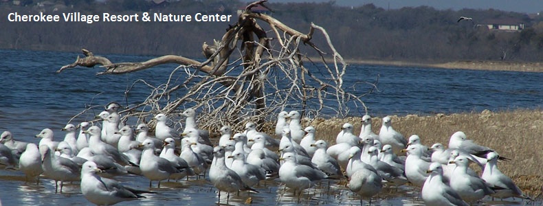 Birds at Lake Whitney, Texas