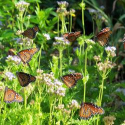 Butterflies at Cherokee Village Resort