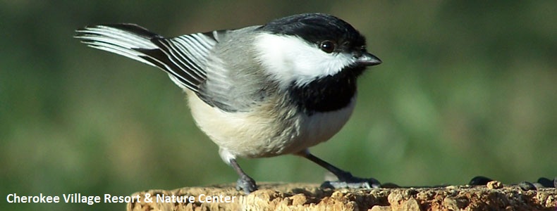 Chickadee at Lake Whitney, Texas