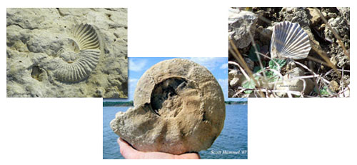 Fossils found around Lake Whitney