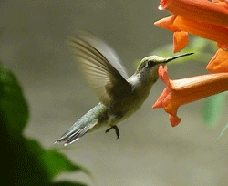 Hummingbird on Trumpet Vine at Lake Whitney