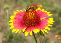 Indian Blanket with Bee