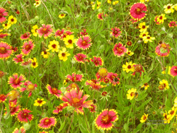 Indian Blanket and Greenthread at Lake Whitney