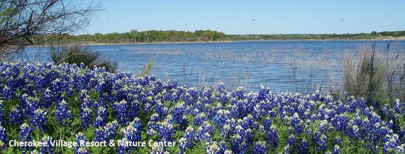 Lake Whitney Bluebonnets