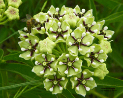 Milkweed Flower at Cherokee Village Resort