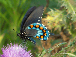 Black & Blue Swallowtail Butterfly at Cherokee Village Resort